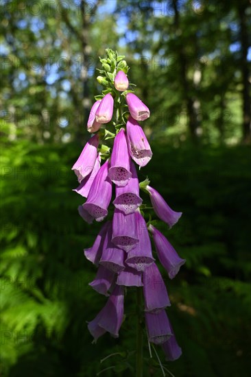 Red digitalis minor