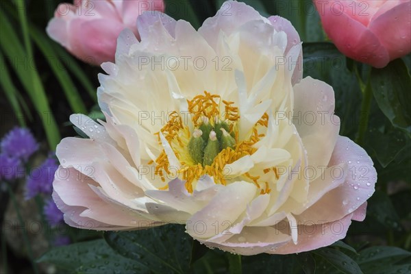 Pink Hawaiian Coral Peony