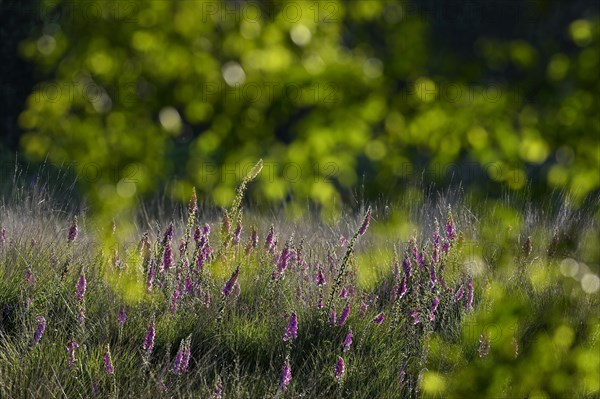 Red digitalis minor