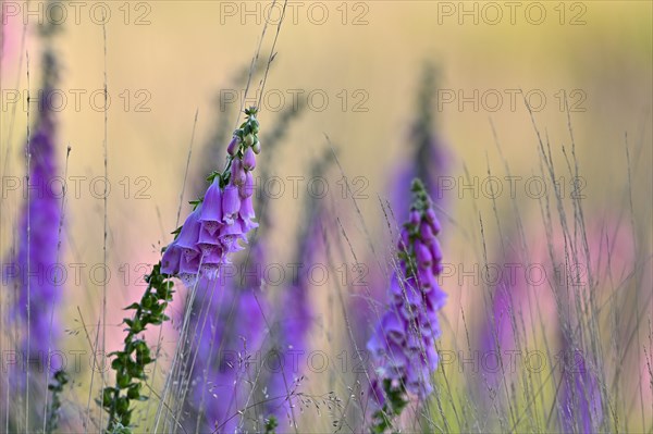 Red digitalis minor