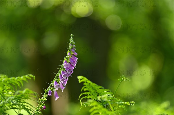 Red digitalis minor