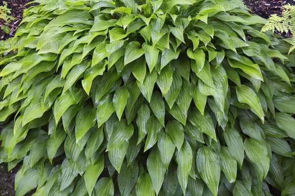 Hosta