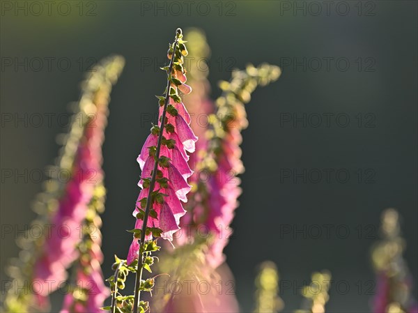 Red digitalis minor