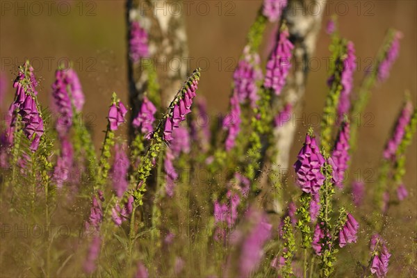 Red digitalis minor