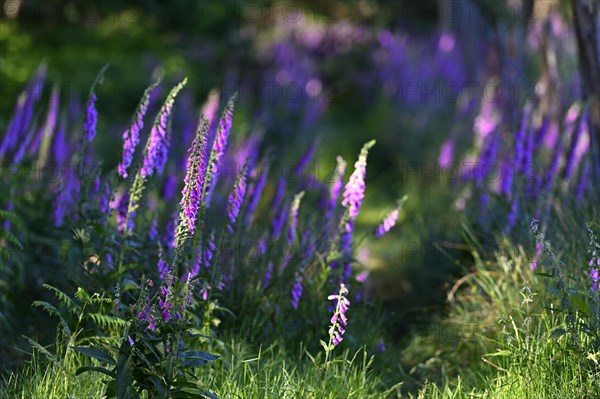 Red digitalis minor