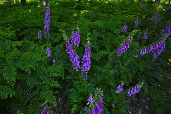 Red digitalis minor