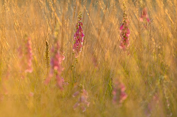 Red digitalis minor