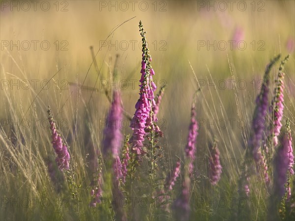 Red digitalis minor