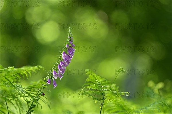 Red digitalis minor