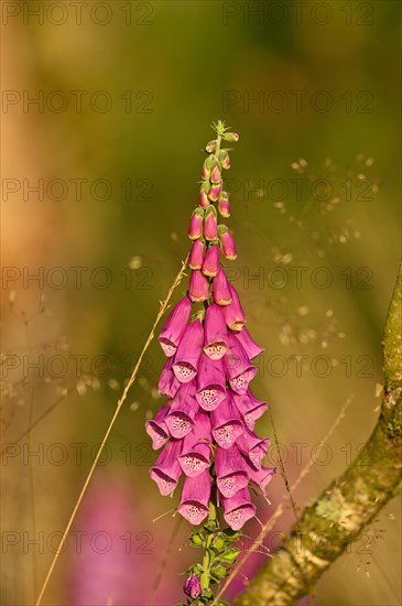 Red digitalis minor