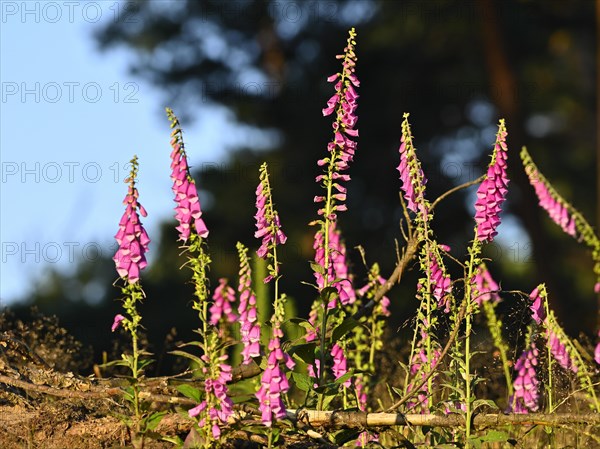 Red digitalis minor