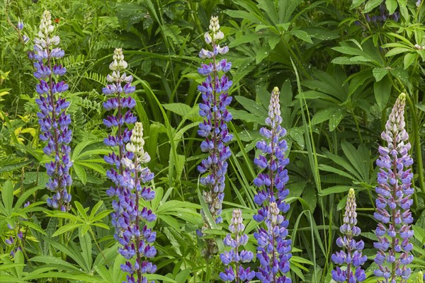 Wild Lupine Perennial Blue