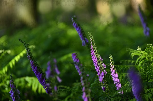 Red digitalis minor