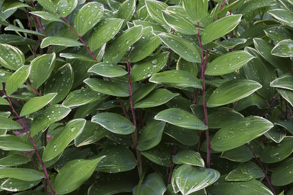 Fragant Solomon's Seal