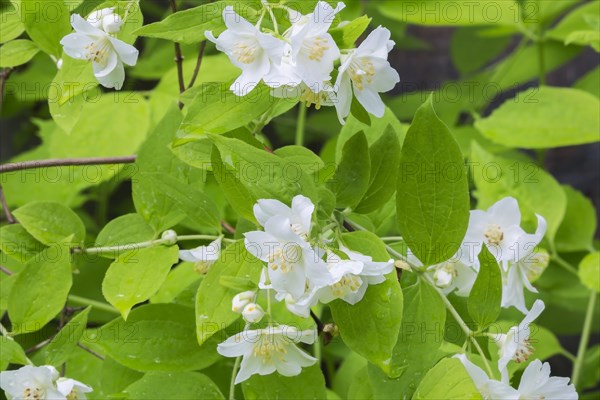 Mock Orange