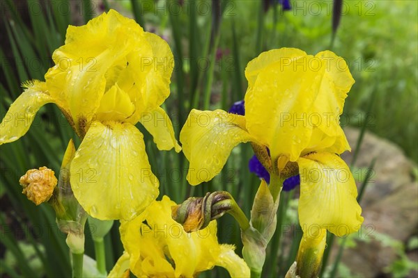 Yellow Bearded Iris