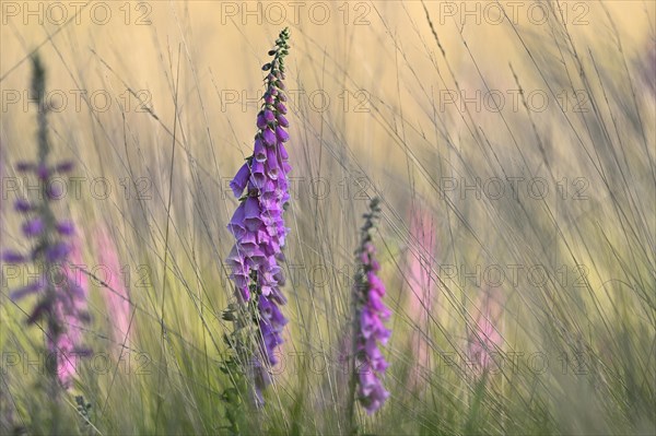 Red digitalis minor