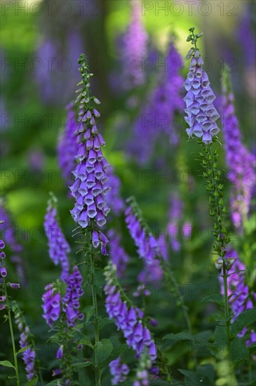 Red digitalis minor