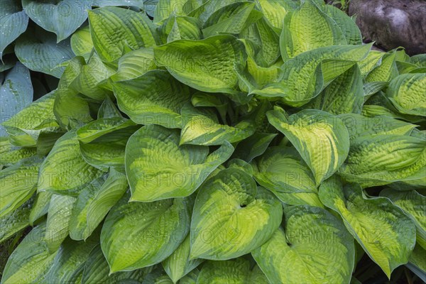 Hosta