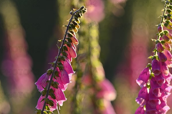 Red digitalis minor