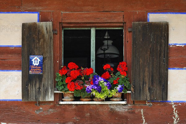 Window with flowering geraniums
