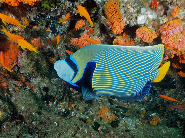 Emperor angelfish