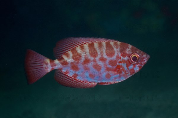 Bigeye glasseye snapper