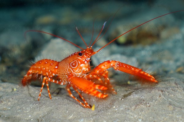 Red Atlantic reef lobster