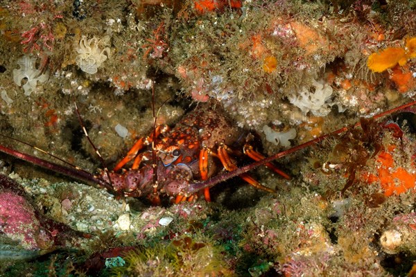 Comb crayfish