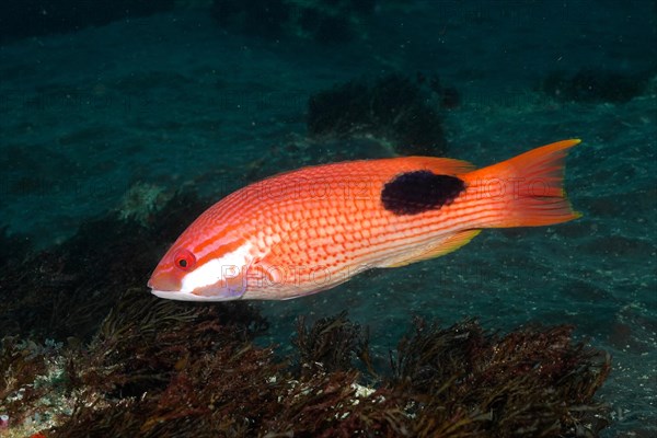 Saddle-spotted hog wrasse