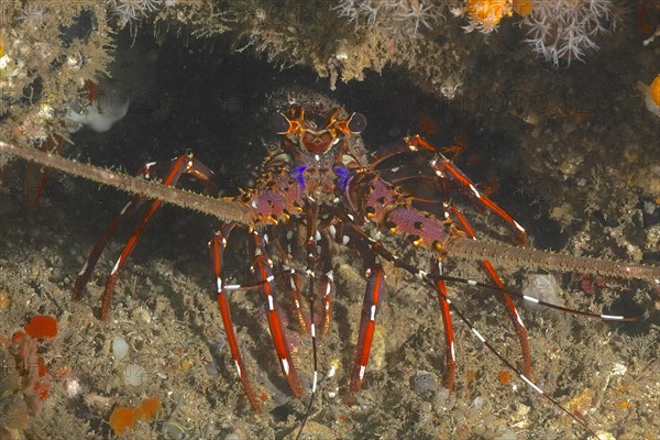Long-legged spiny crayfish