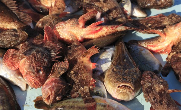 Fish for the bouillabaisse a la marseillaise