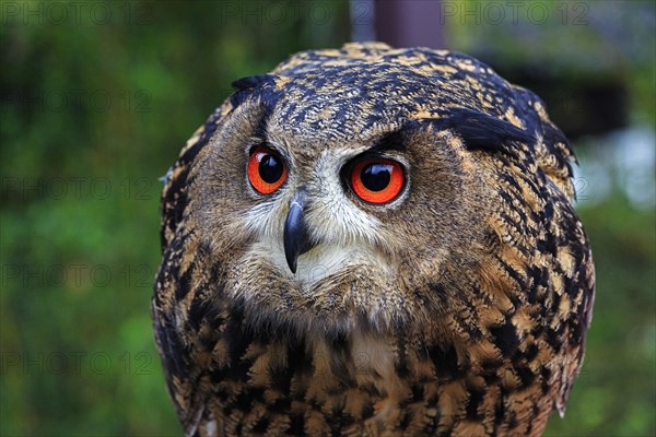 Bengal Eagle Owl