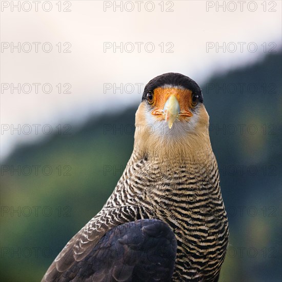 Southern crested caracara