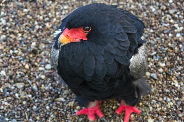 Bateleur