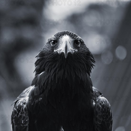 Wedge-tailed Eagle