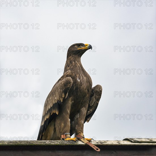 Golden eagle