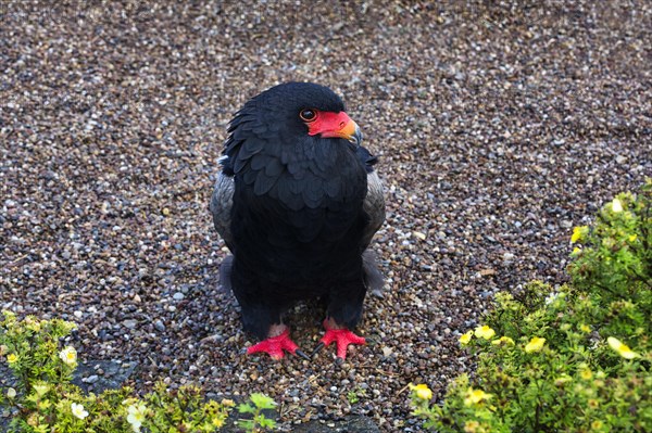 Bateleur