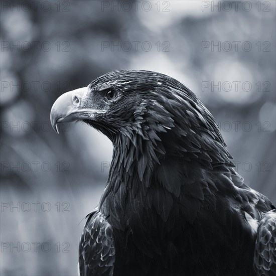 Wedge-tailed Eagle