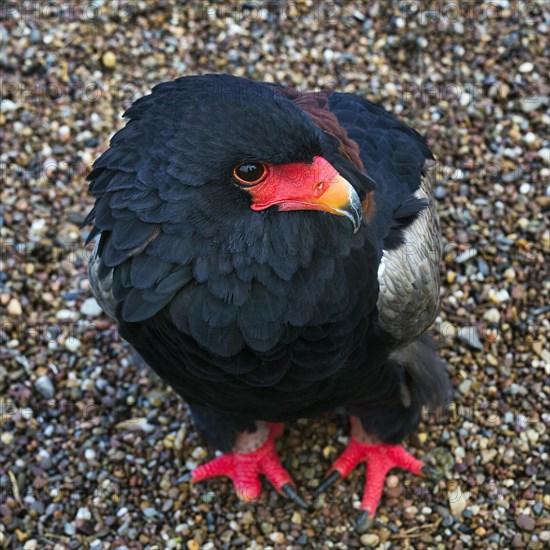 Bateleur