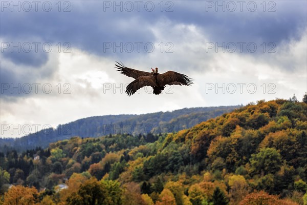 Two hooded vulture