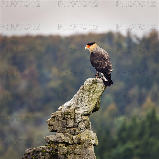 Southern crested caracara