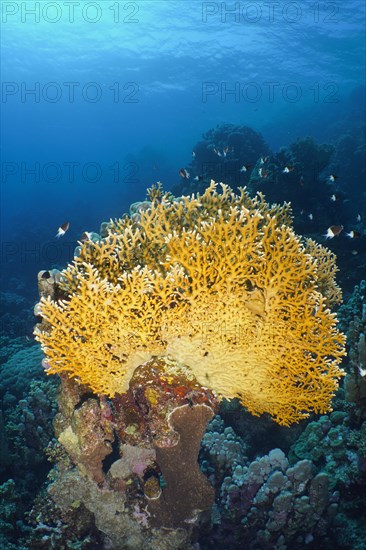 Net fire coral