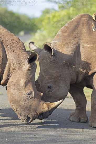 White rhinoceroses