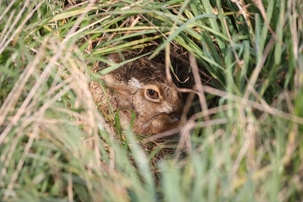 European hare