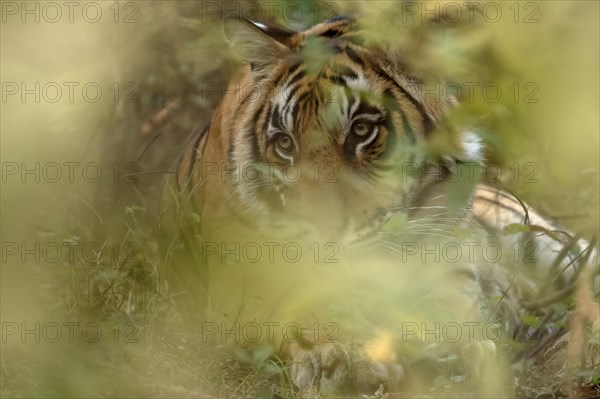 Head shot of a tiger looking out from behind vegetation in Ranthambore tiger
