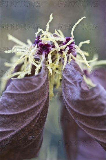 Witch hazel