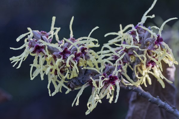 Witch hazel