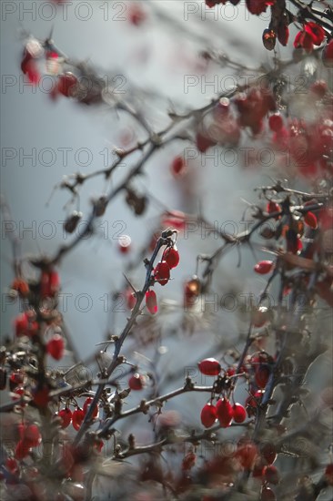 Barberry