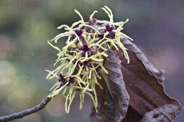 Witch hazel